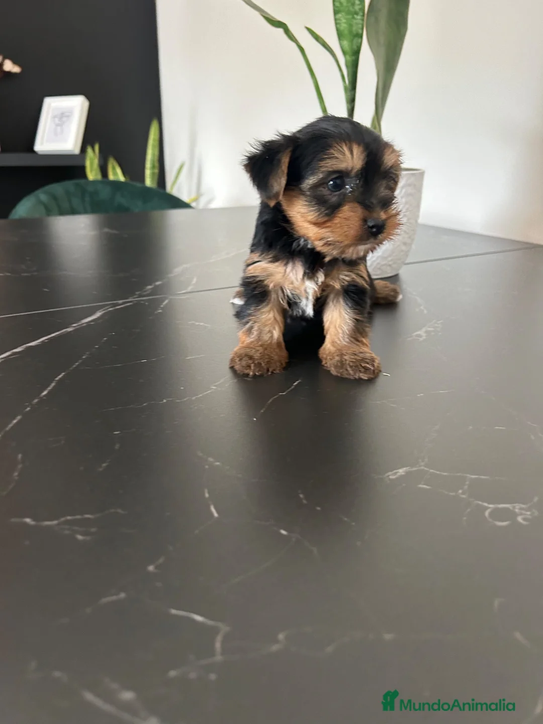 Yorkshire Terrier perros en venta: yorkshire terrier  - Anuncio 1