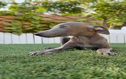 Pequeño Lebrel Italiano perros en venta: PICCOLO BLUE - Imagen 2