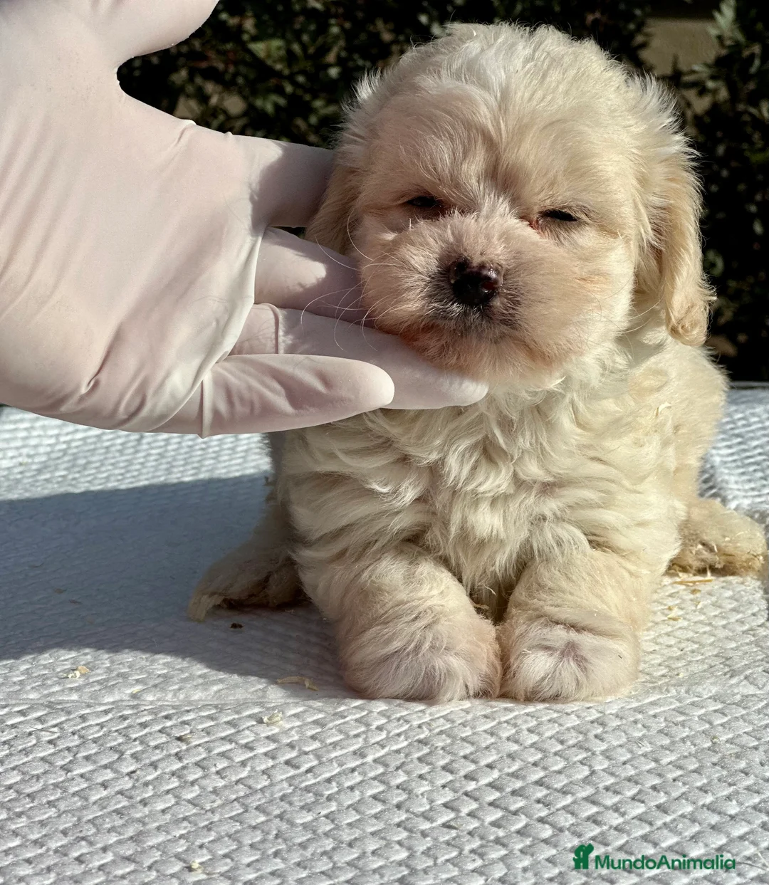 Maltipoo perros en venta: MALTIPOO HEMBRA DISPONIBLE en Barcelona - Anuncio 4