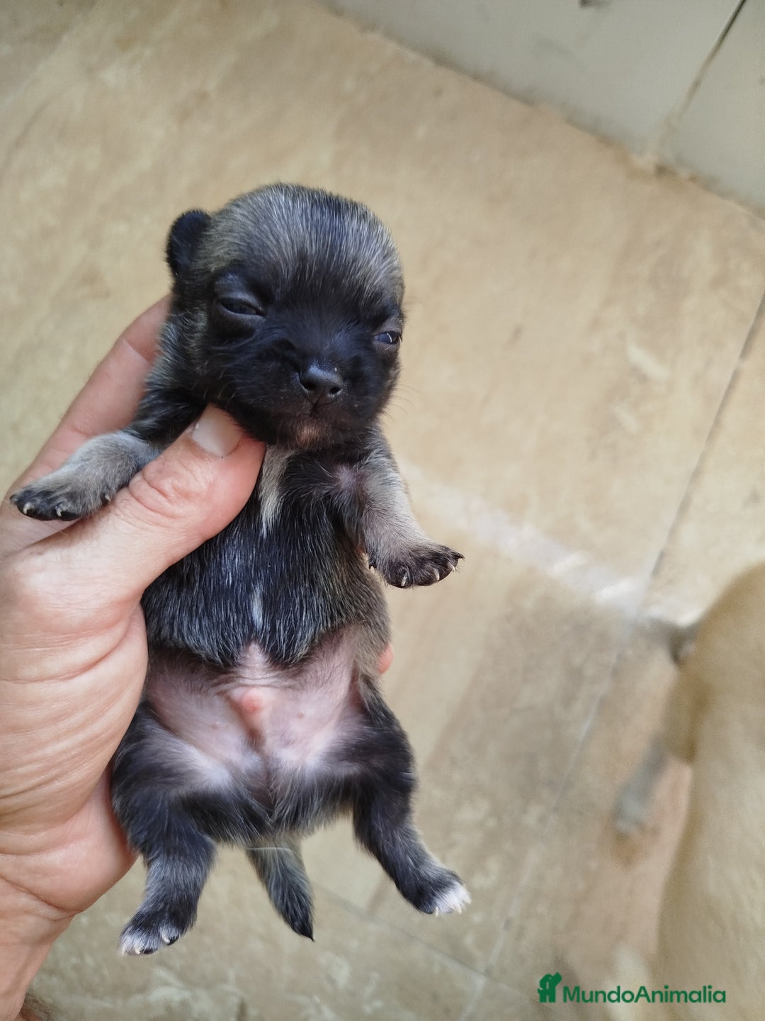 Chihuahua perros en venta: Camada de chihuahua  - Imagen 2
