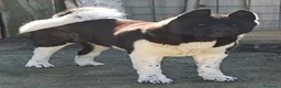 Akita Americano perros en venta: Akita Americano - Anuncio 4