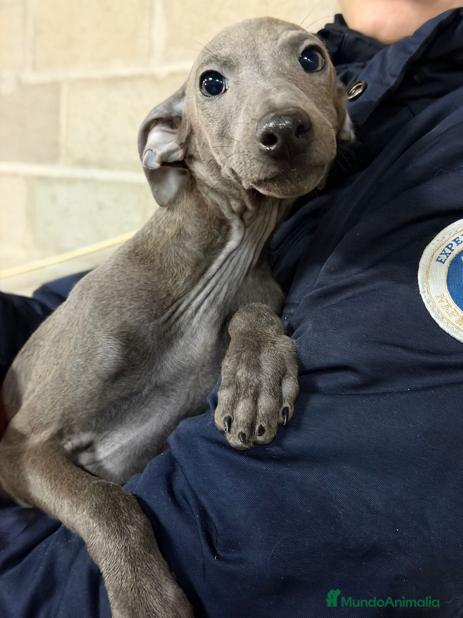 Pequeño Lebrel Italiano perros PICCOLO ITALIANO BLUE - Anuncio 2