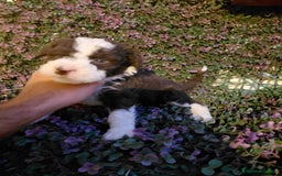 Perro de Agua Español perros en venta: Perro de aguas bicolor - Imagen 1
