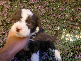 Perro de Agua Español perros - Anuncio 17