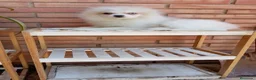 Pomerania perros en venta: Pomerañia toy - Anuncio 7