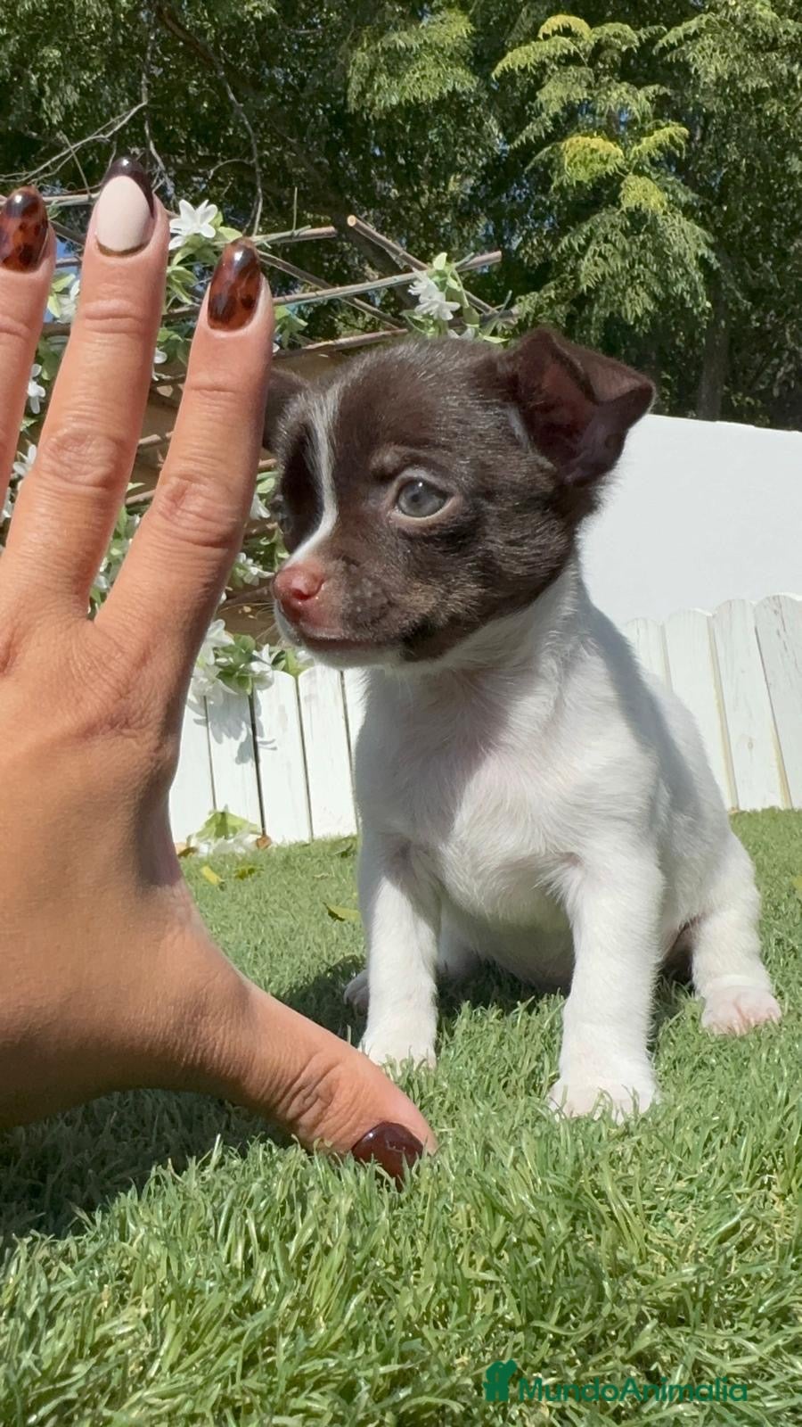 Chihuahua perros en venta: CHIHUAHUA - MACHO - Anuncio 2