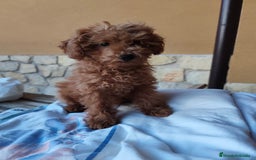 Caniche Toy perros en venta: Macho disponible - Imagen 2