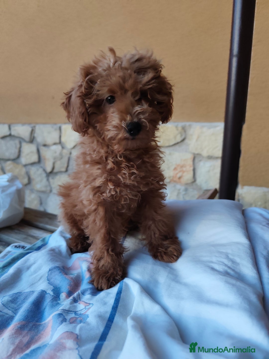 Caniche Toy perros en venta: Macho disponible - Imagen 2