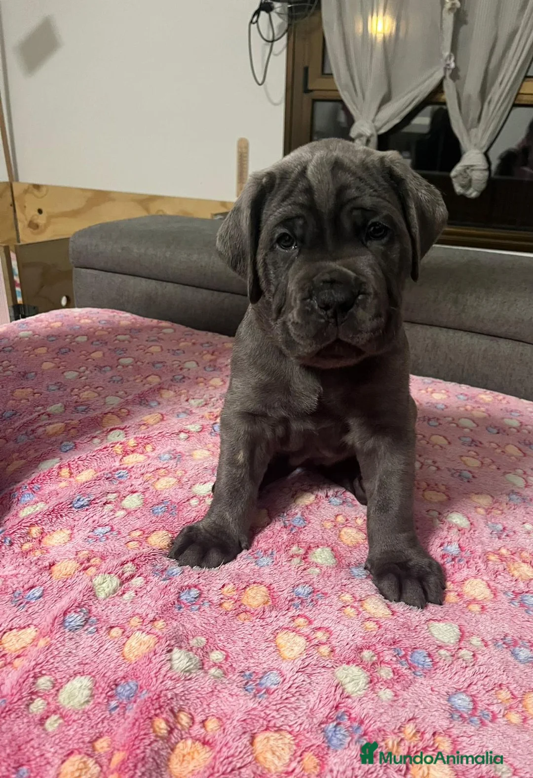 Cane Corso perros en venta: CANE CORSOS IMPRESIONANTES - Anuncio 4