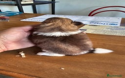 Pomerania perros en venta: Espectaculares Pomerania - Imagen 3