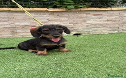 Teckel perros en venta: Disponible preciso teckel pelo duro - Imagen 2