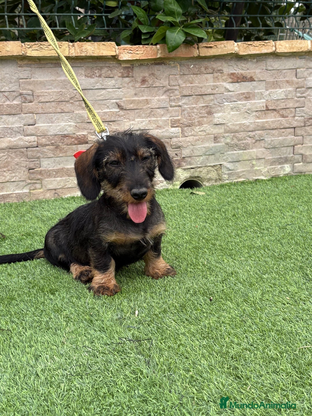 Teckel perros en venta: Disponible preciso teckel pelo duro - Imagen 2