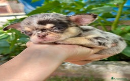 Chihuahua perros en venta: CHIHUAHUA MINITOY EXÓTICO  - Imagen 2
