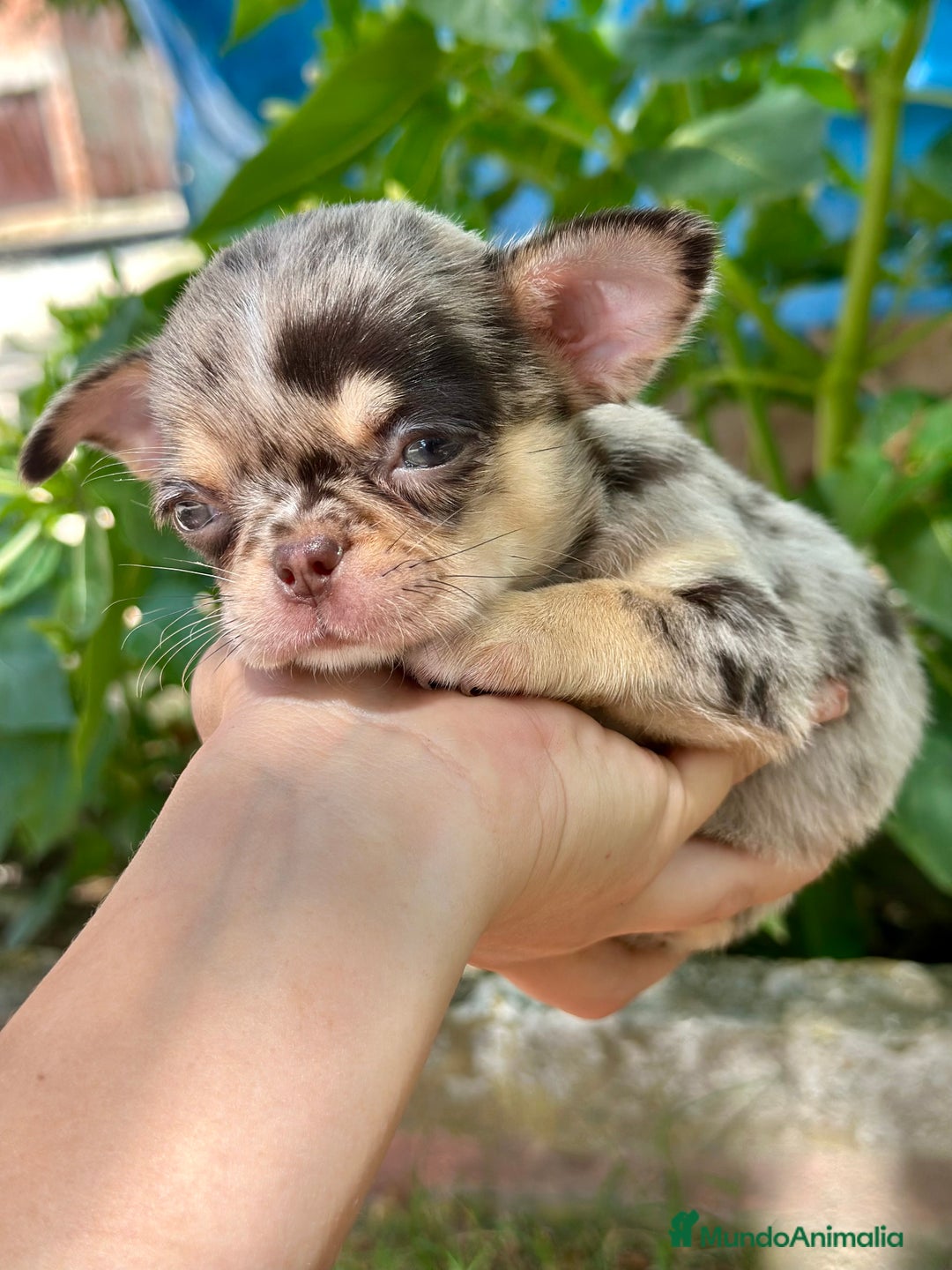 Chihuahua perros en venta: CHIHUAHUA MINITOY EXÓTICO  - Imagen 2