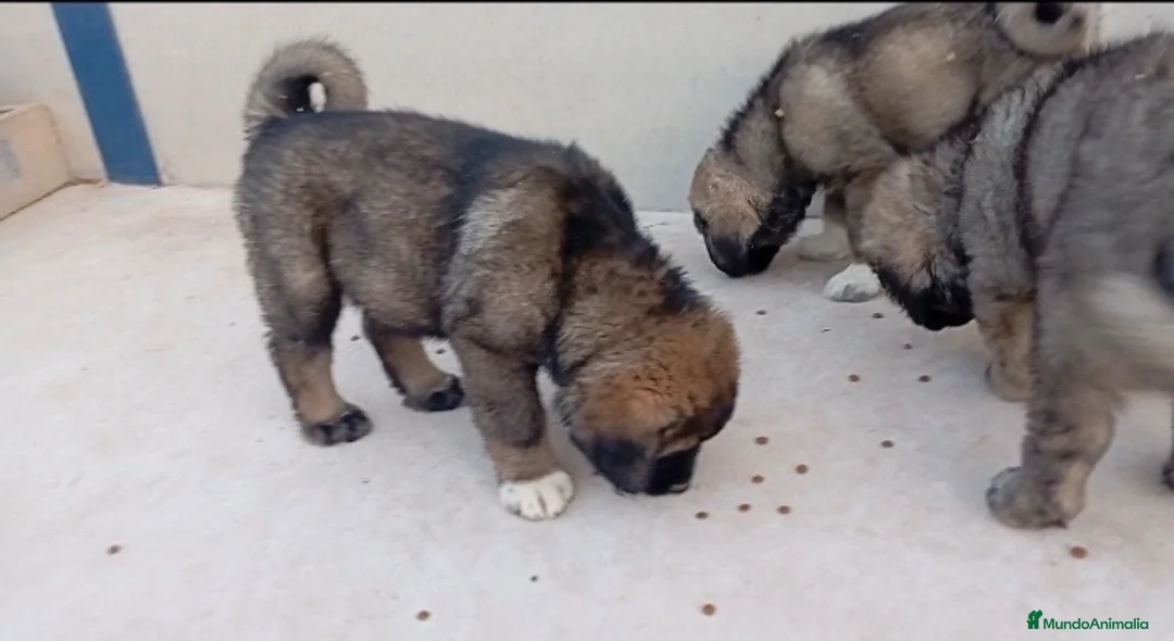 Pastor del Cáucaso perros en venta: Pastor del Cáucaso  - Anuncio 1