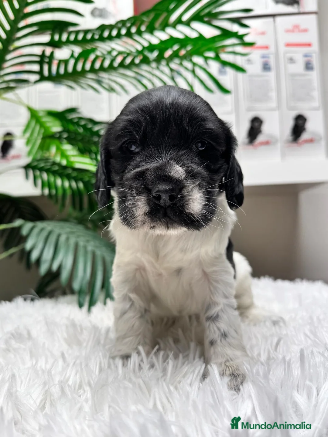 Cocker Spaniel Inglés perros en venta: COCKER SPANIEL INGLES - Anuncio 10