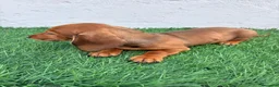 Teckel Miniatura perros en venta: Teckel miniatura - Anuncio 11