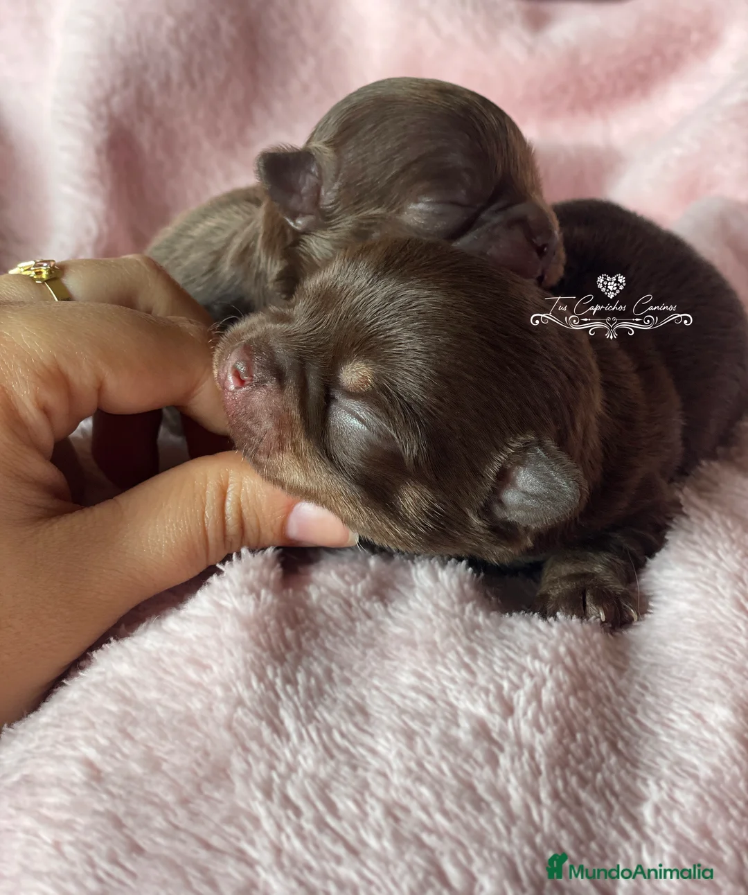 Chihuahua perros en venta: Chihuahua macho tricolor chocolate en Cantabria - Anuncio 3
