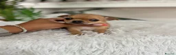 Chihuahua perros en venta: CHIHUAHUA HEMBRA - Anuncio 5