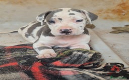 Dogo Alemán perros en venta: ULTIMA HEMBRA GRAN DANES  - Imagen 1
