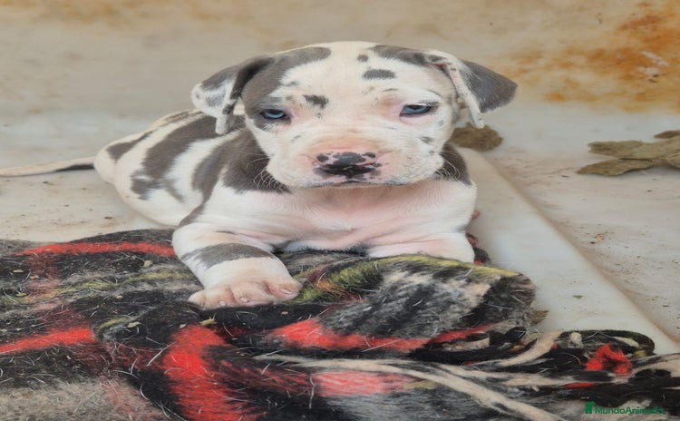 Dogo Alemán perros - Anuncio 7