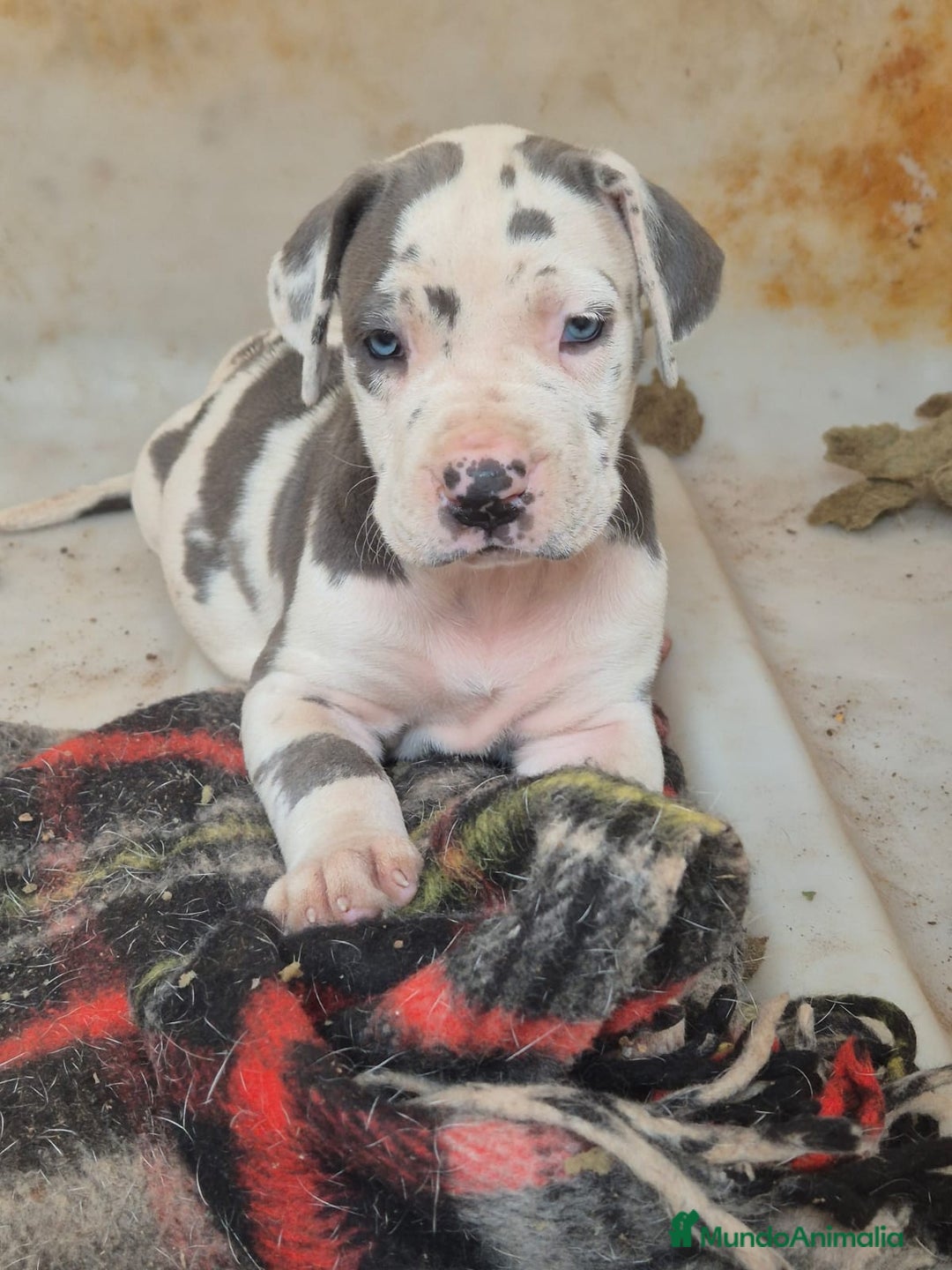 Dogo Alemán perros en venta: ULTIMA HEMBRA GRAN DANES  - Imagen 1