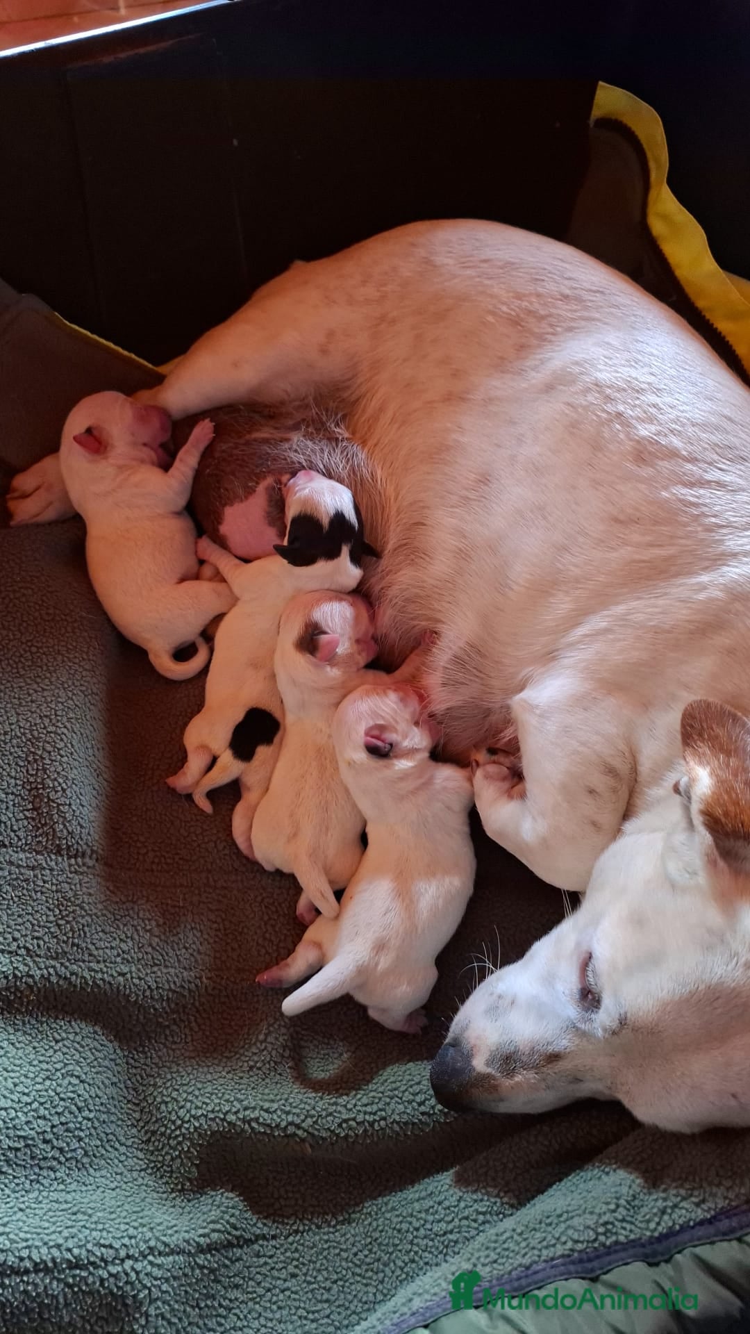 Jack Russell Terrier perros JACK RUSSELL - Anuncio 1