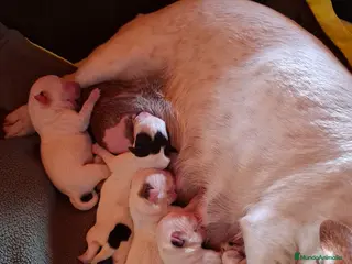 Jack Russell Terrier perros JACK RUSSELL - Anuncio 1