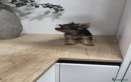 Yorkshire Terrier perros en venta: Macho yorkshire toy - Imagen 7