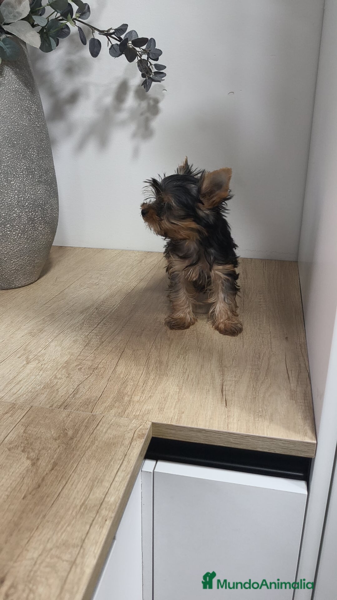 Yorkshire Terrier perros en venta: Macho yorkshire toy - Imagen 7