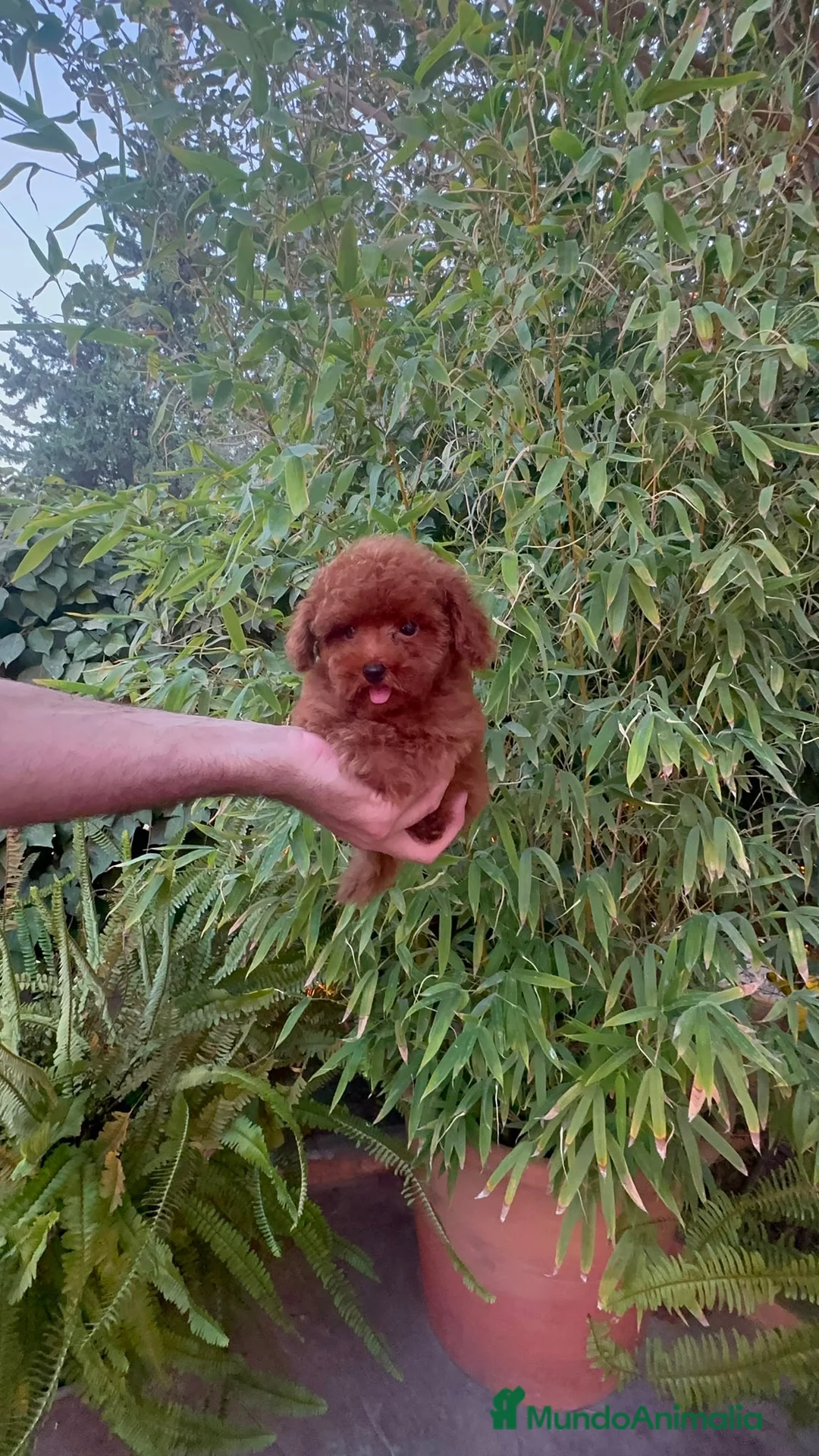 Caniche Toy perros en venta: Último bebé Caniche toy auténtico ROJO - Anuncio 1