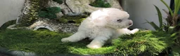 Caniche Toy perros en venta: Caniche toy - Anuncio 4