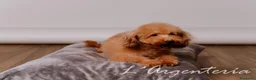Caniche Toy perros en venta: Camada Caniche Toy - Anuncio 3