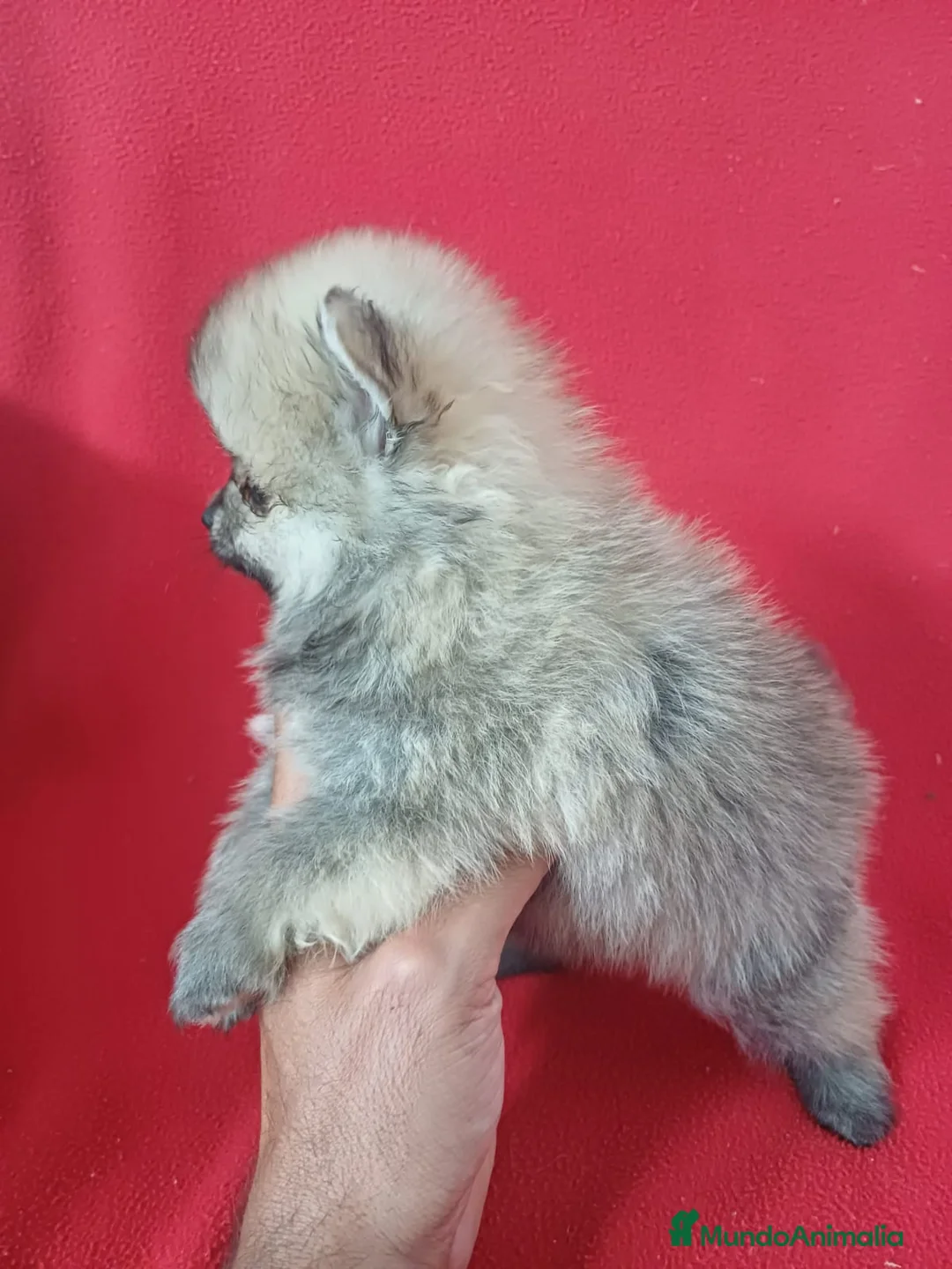 Pomerania perros en venta: Pomerania Mini Sable  - Anuncio 2
