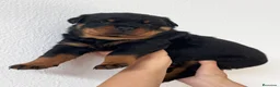 Rottweiler perros en venta: Rottwieler  - Anuncio 3