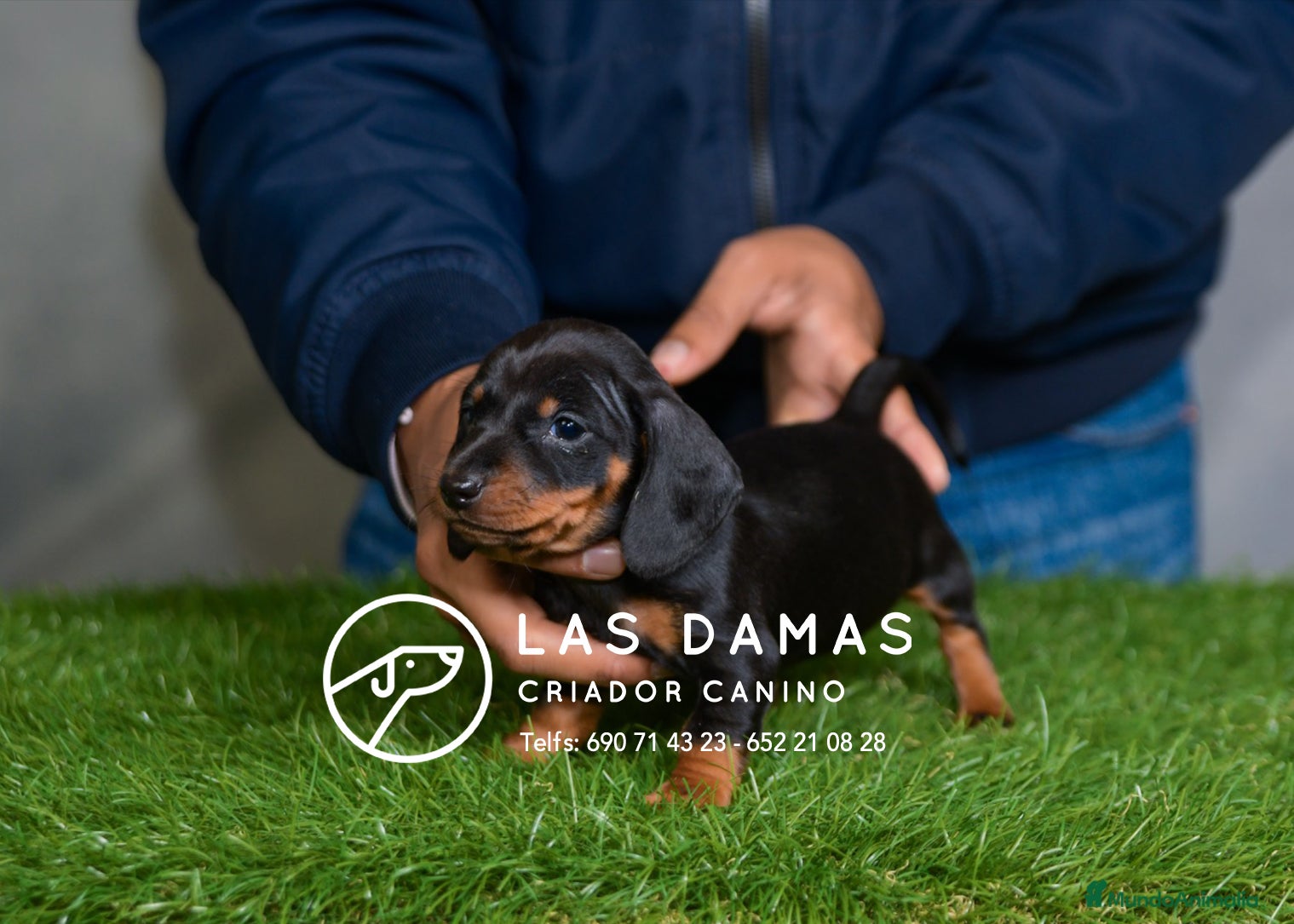 Teckel perros TECKEL DISPONIBLES - Anuncio 6