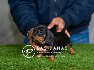 Teckel perros TECKEL DISPONIBLES - Anuncio 6