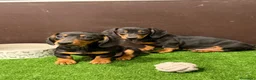 Teckel perros en venta: TECKEL - Anuncio 1