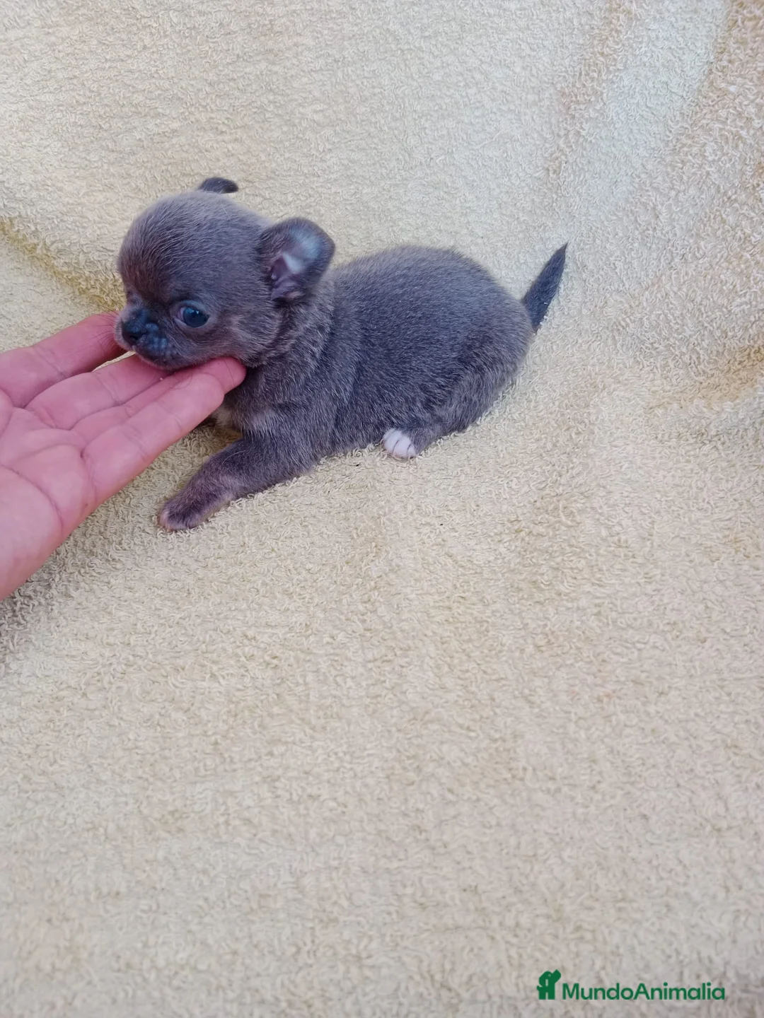 Chihuahua perros en venta: preciosos chhihuahuas linea rusa - Anuncio 7