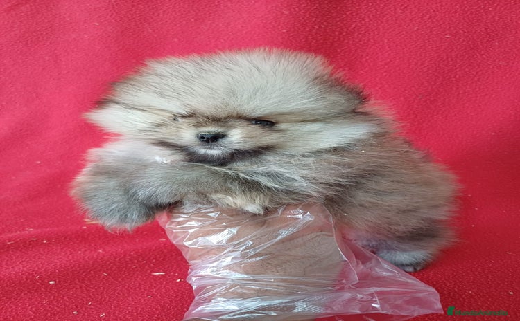 Pomerania perros - Anuncio 8
