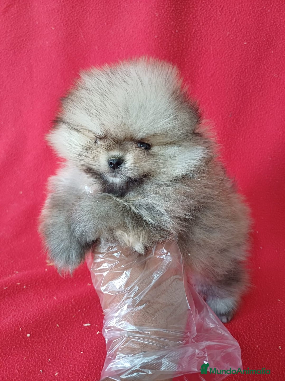 Pomerania perros en venta: Pomerania Mini Sable  - Imagen 1