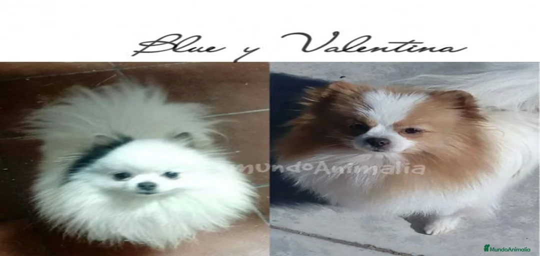 Imagen de galería {{count}}