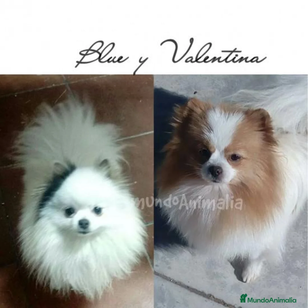 Imagen de galería {{count}}