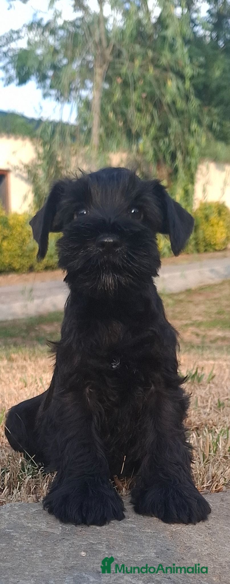 Schnauzer Miniatura perros SCHNAUZER MINIATURA - Anuncio 1