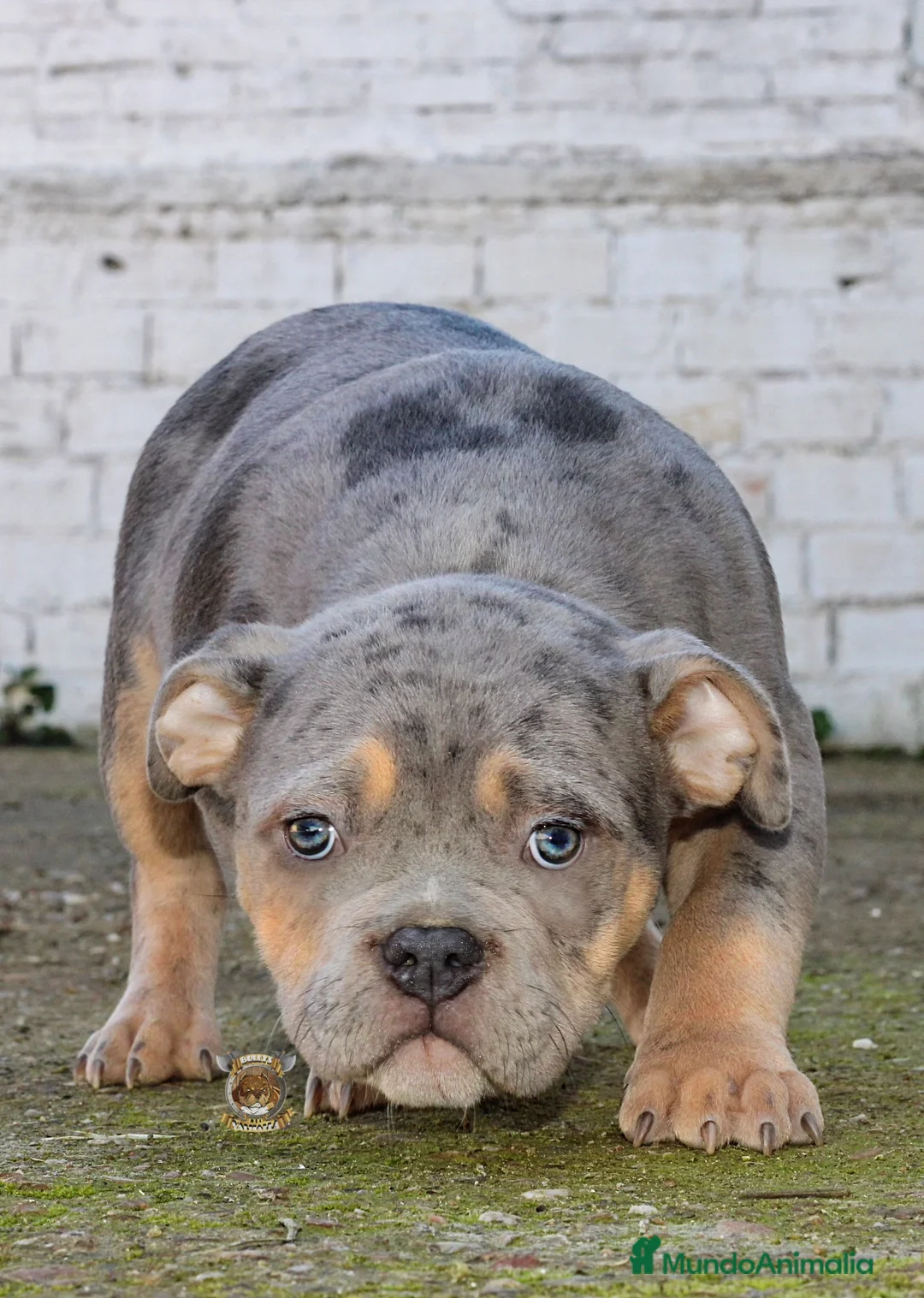 American Bully perros en venta: CRIADERO PROFESIONAL AMERICAN BULLY en Sevilla - Anuncio 6