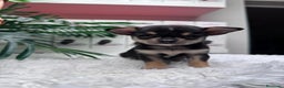 Chihuahua perros en venta: CHIHUAHUA MACHO - Anuncio 5