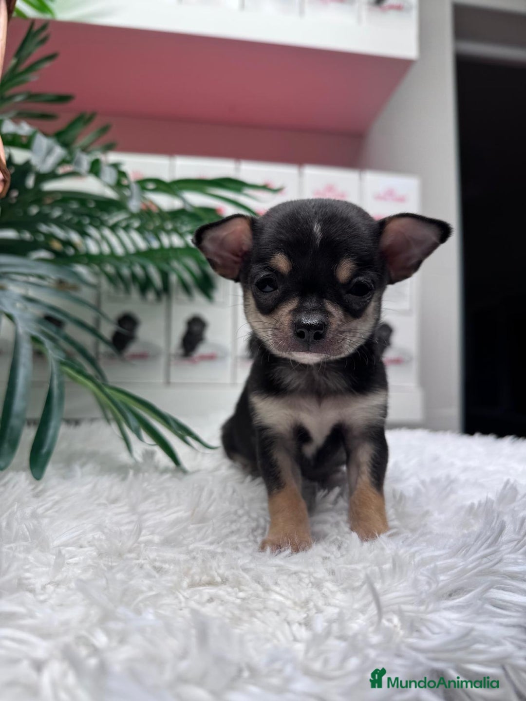 Chihuahua perros en venta: CHIHUAHUA MACHO - Anuncio 5