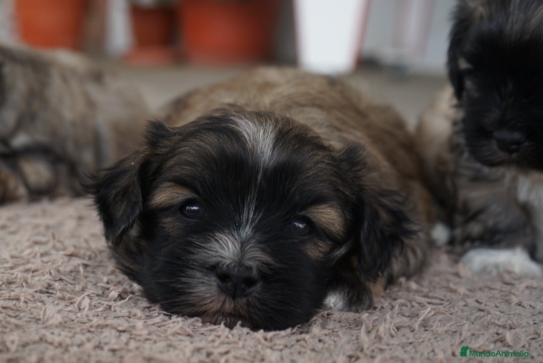 Maltipoo perros en venta: 🐾 Maxi y Boom – Maltipoo marrones con encanto ☕ - Imagen 7