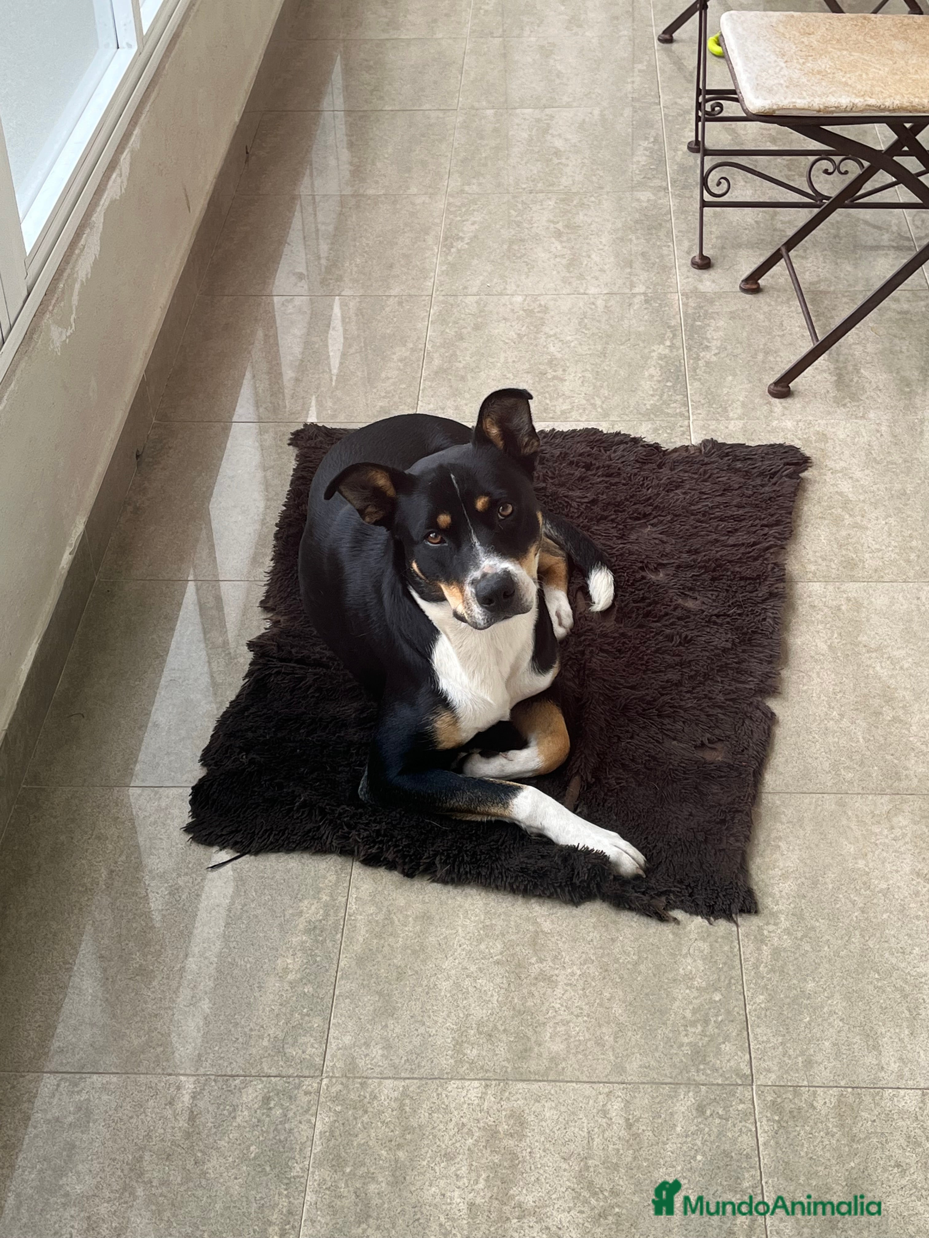 Raza Mixta perros Mika  - Anuncio 1