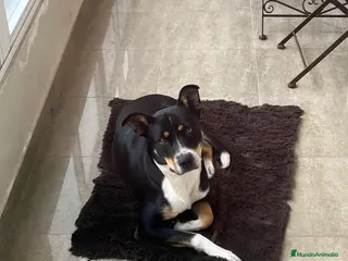 Raza Mixta perros Mika - Anuncio 1